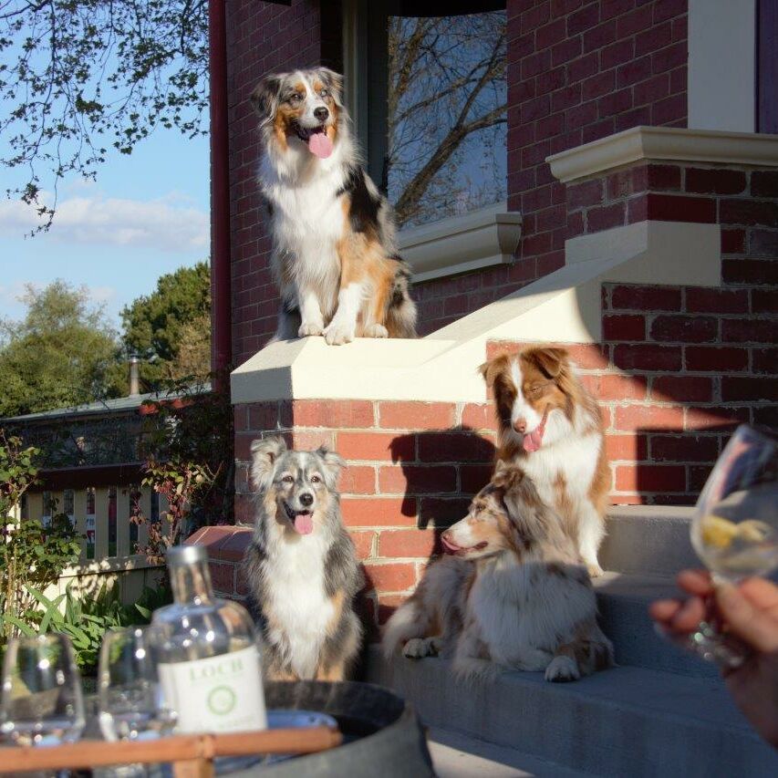 Dog Friendly Gippsland Visit Gippsland