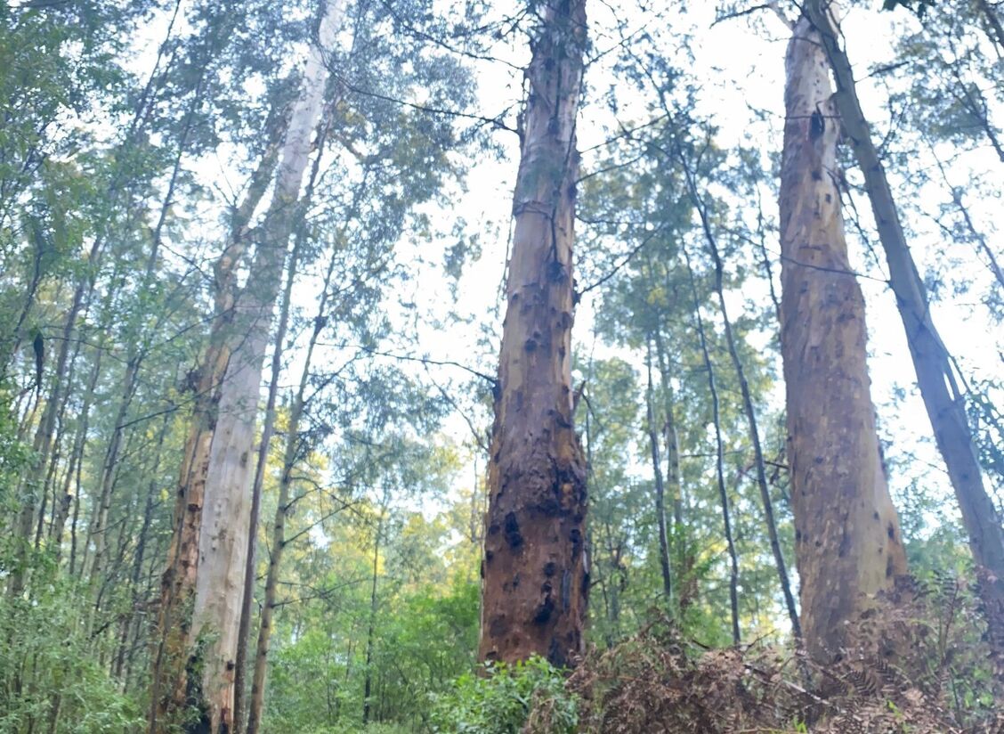 Glen Cromie Reserve Visit Gippsland