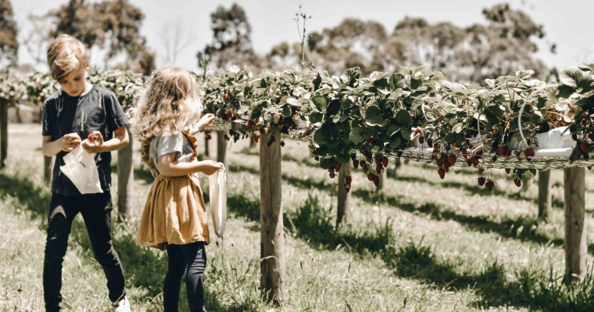 Farm Gate Macca's Farm Visit Gippsland